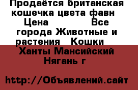 Продаётся британская кошечка цвета фавн › Цена ­ 10 000 - Все города Животные и растения » Кошки   . Ханты-Мансийский,Нягань г.